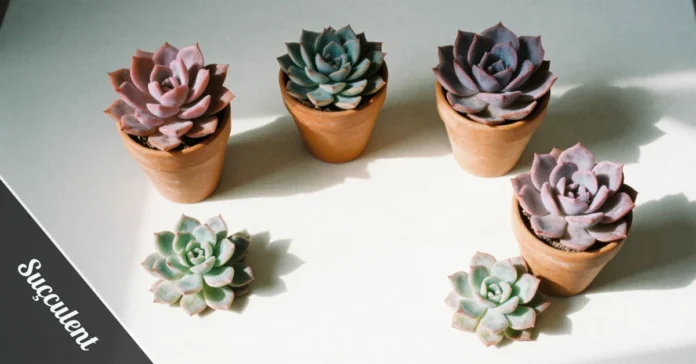 Healthy suçculent plants in terracotta pots with drainage holes receiving bright indirect sunlight on windowsill